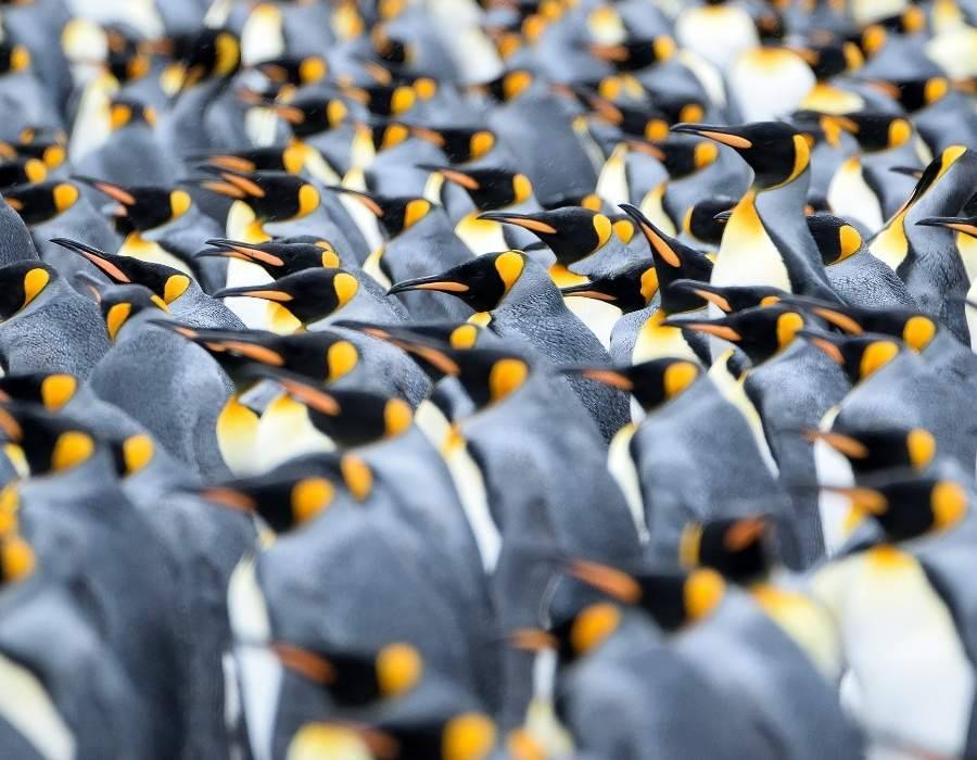 group of penguins