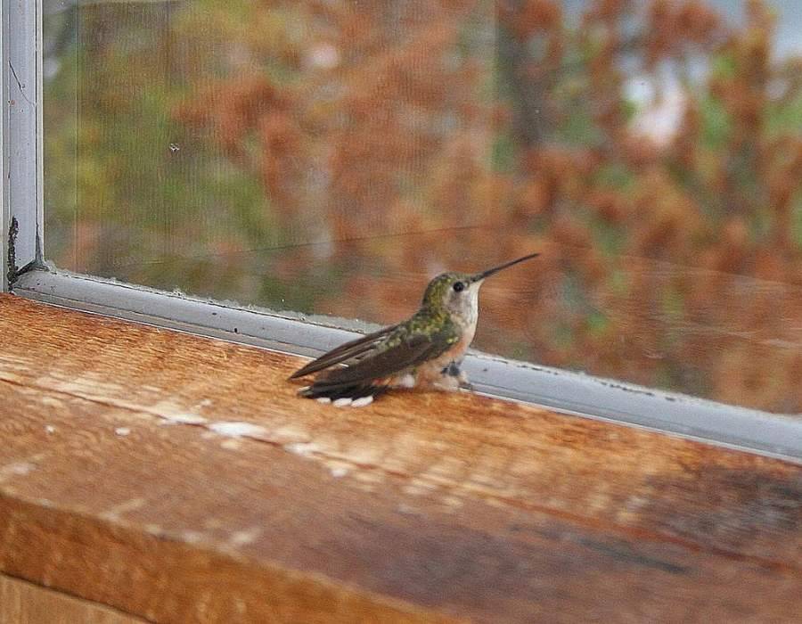 hummingbird in house