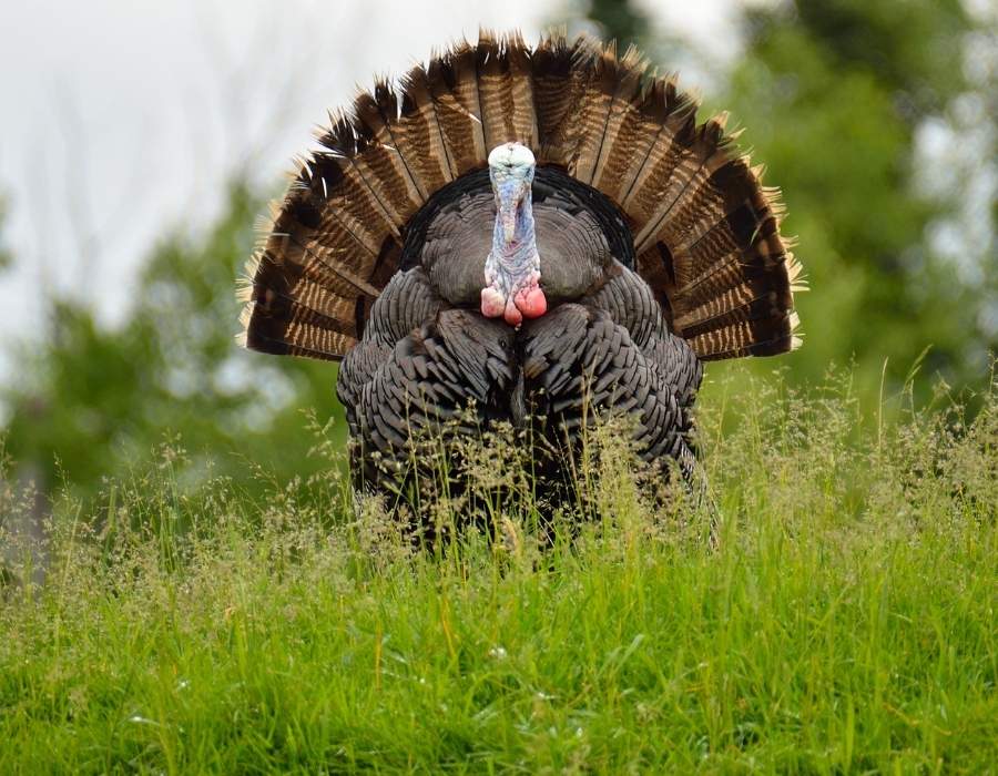 impressive turkey feathers