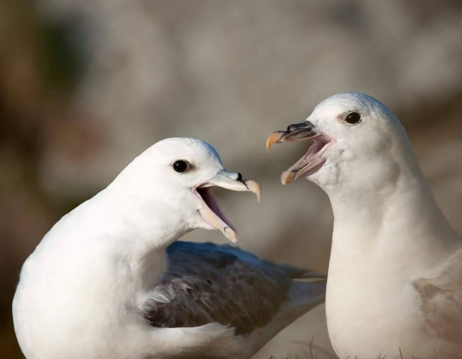 interacting seagulls