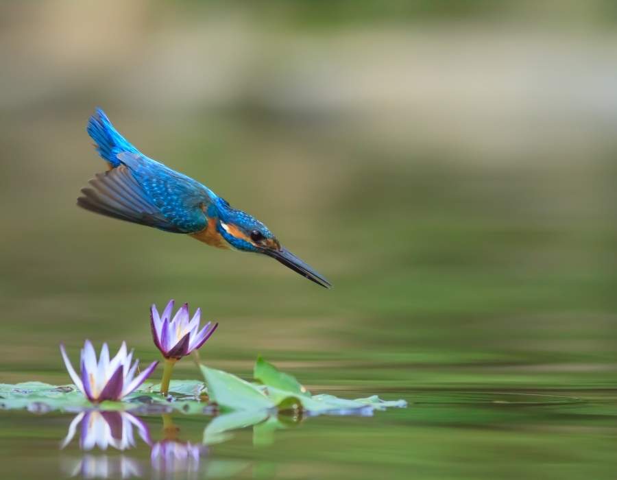 kingfisher blue feathers