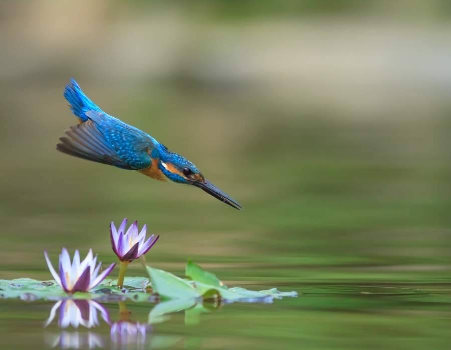 kingfisher blue feathers