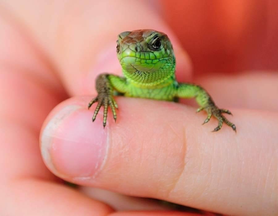 little lizard