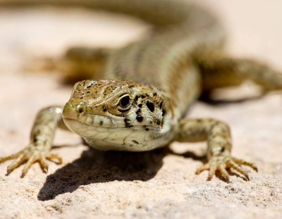 lizard checking you out