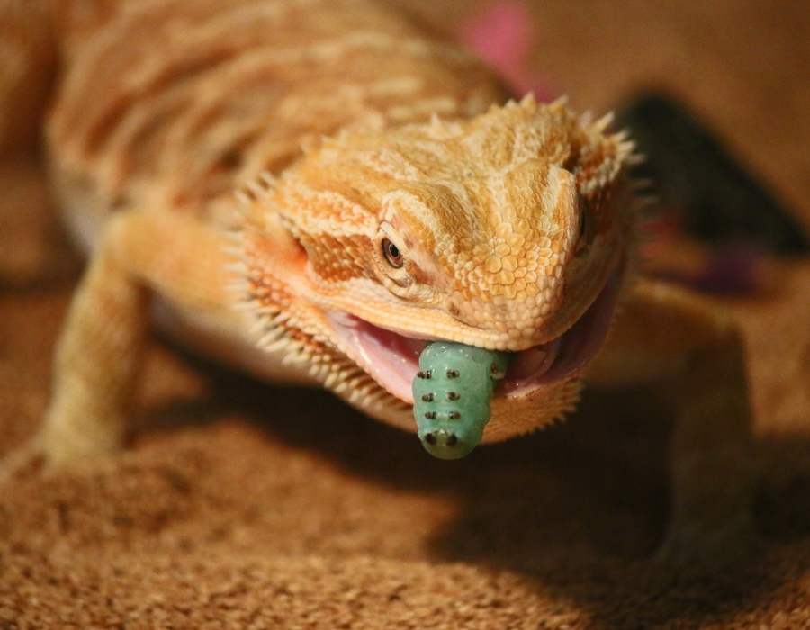 lizard eating worm