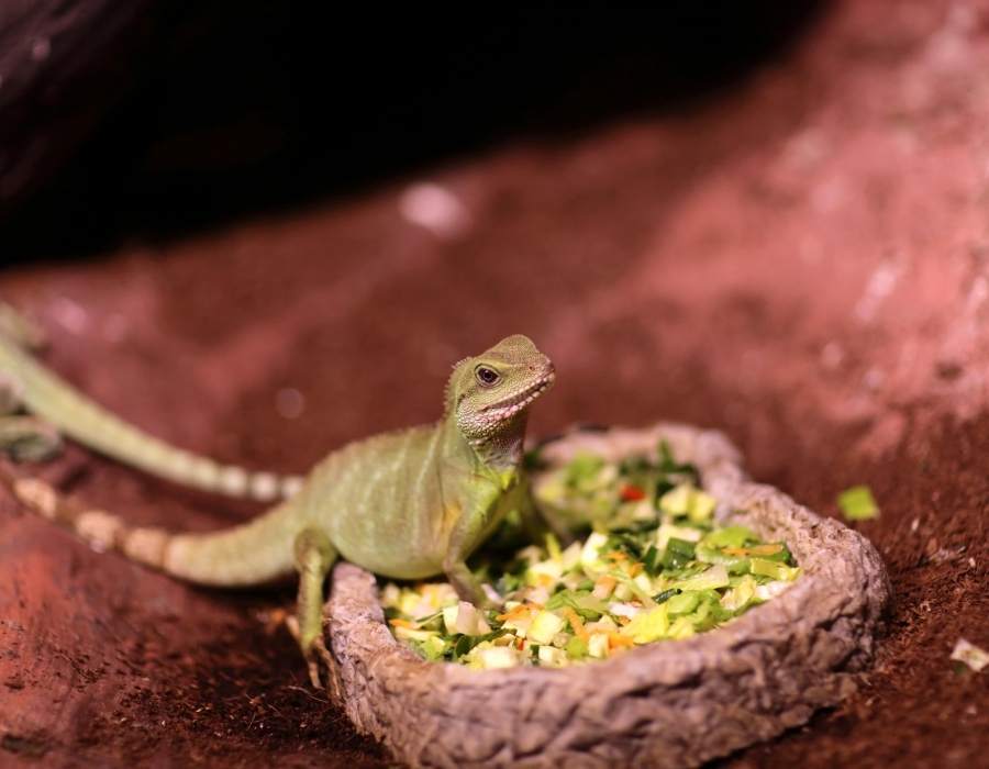 lizard eating