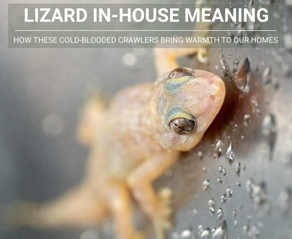 lizard in house Meaning