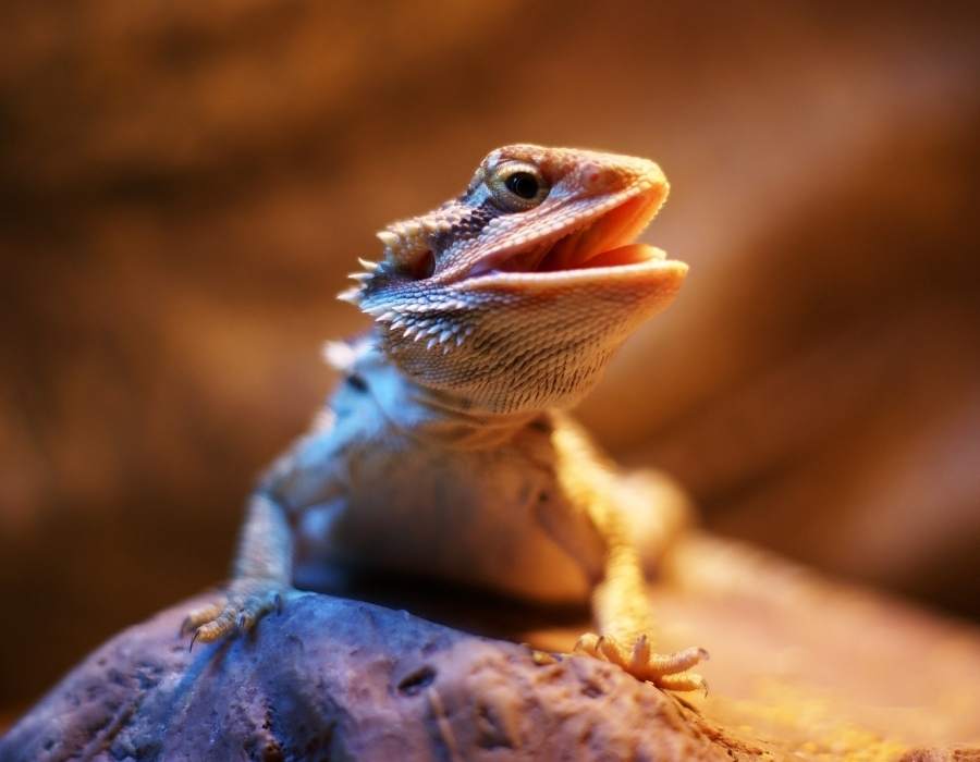 lizard posing