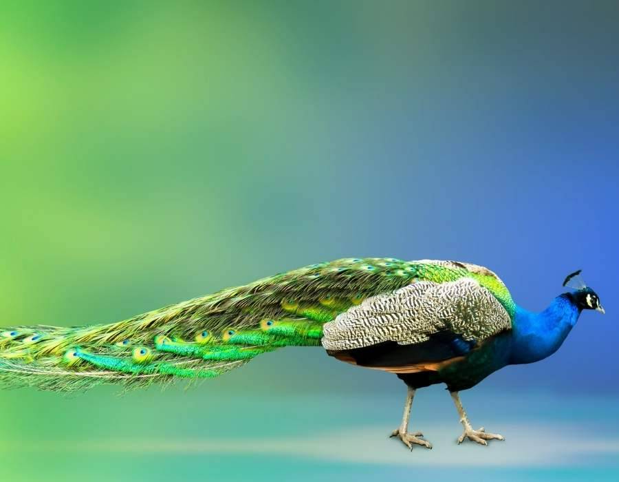 long peacock