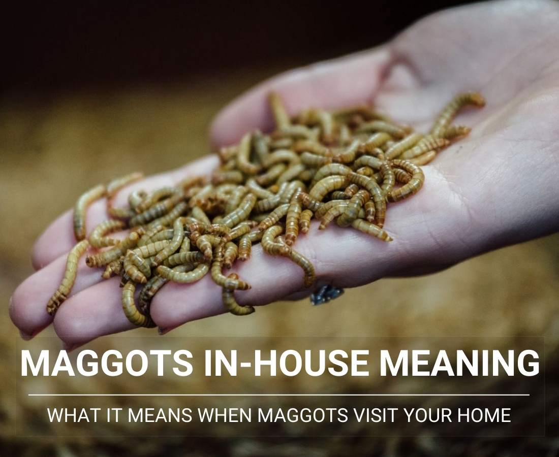 maggots in house meaning2