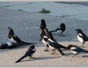 Magpie Symbolism: One For Sorrow, Two For Joy & Spiritual Meanings
