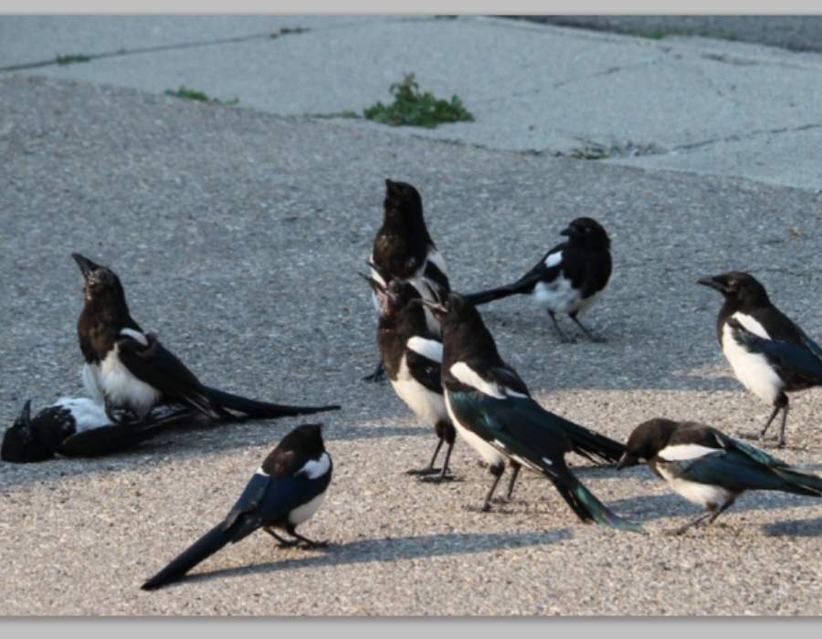 group of magpies