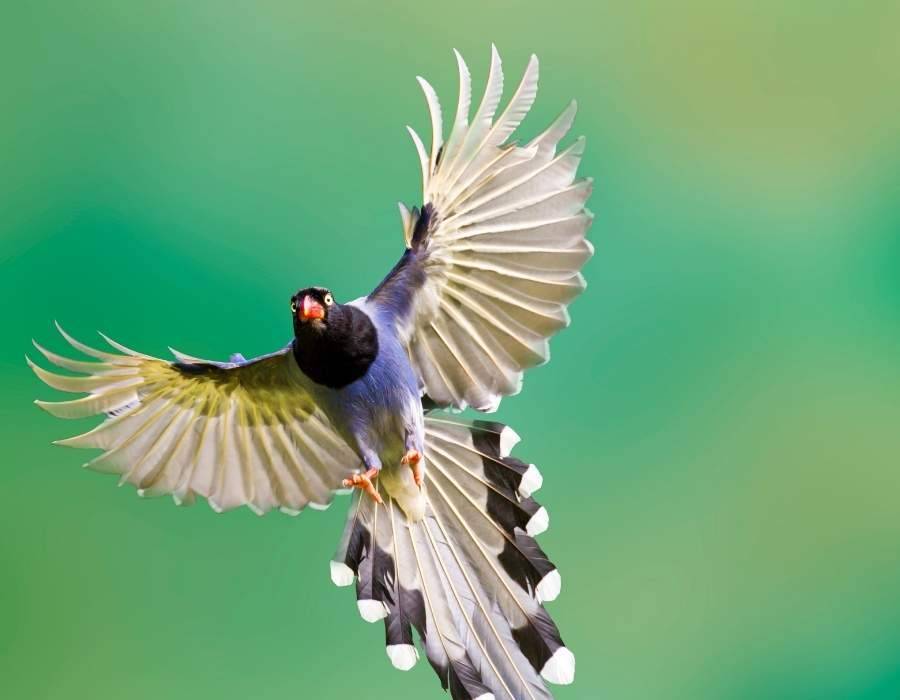 magpie in flight