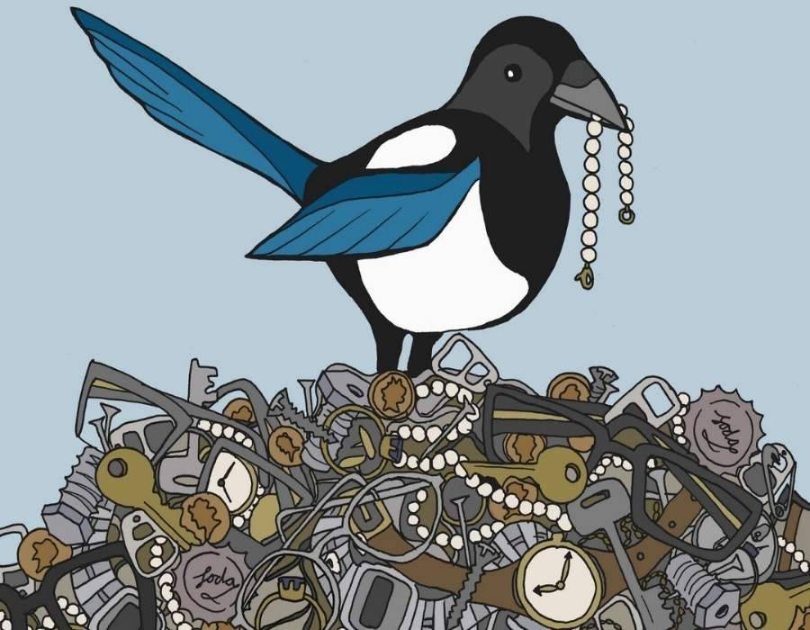 magpie stealing shiny objects