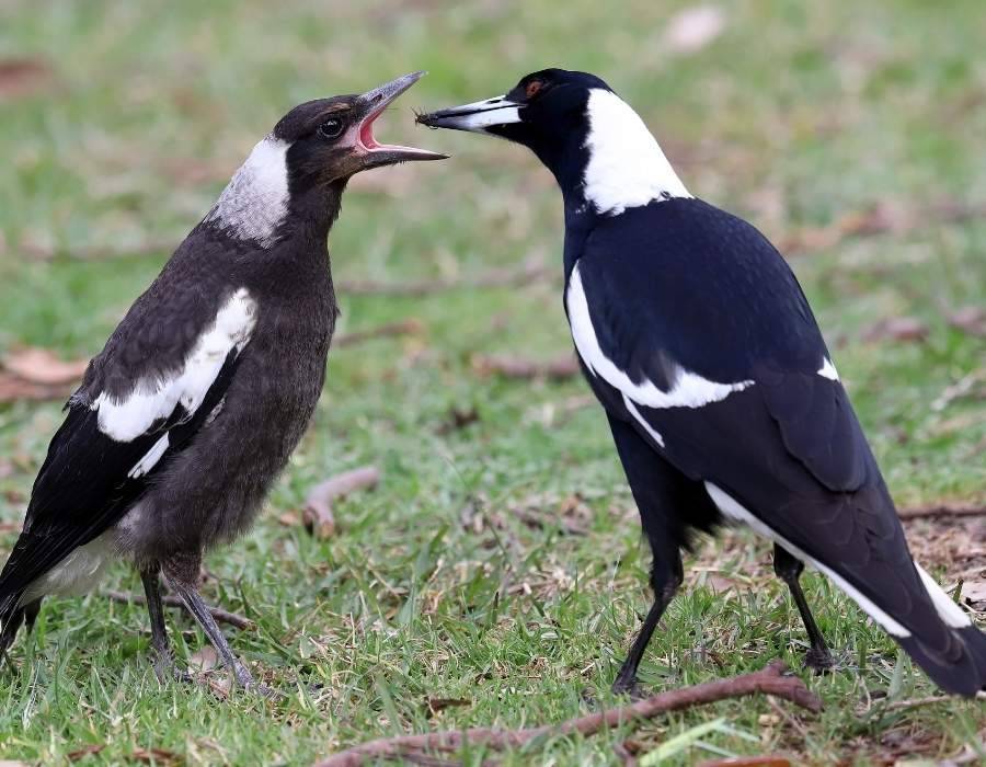 magpies family