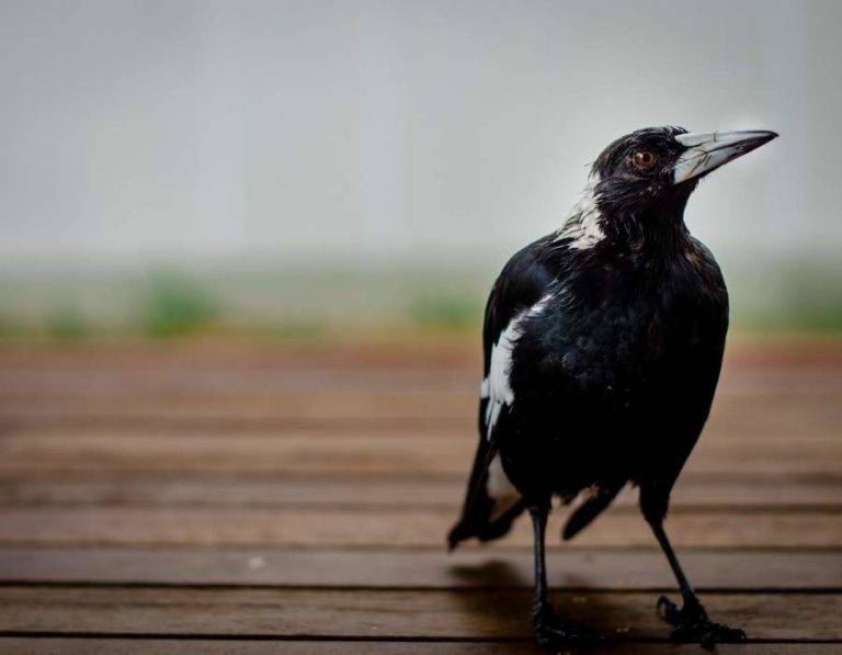 Magpie Symbolism: The Spiritual Meaning Of Seeing A Magpie (2026)