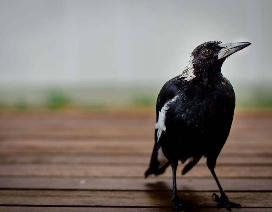 magpies on table