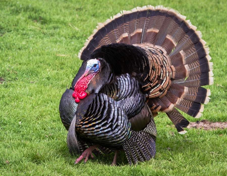 male turkey and feathers