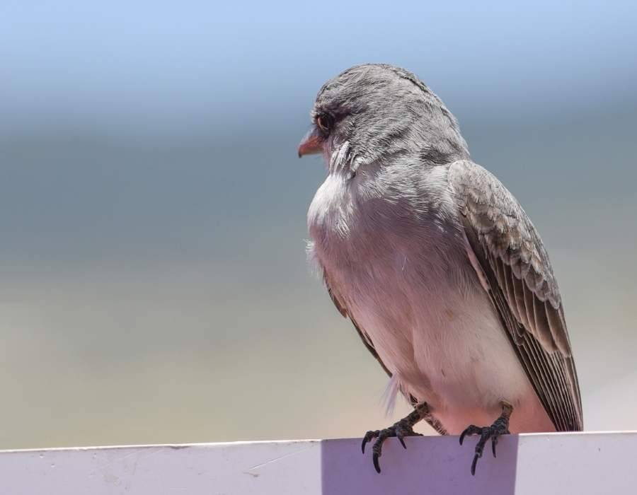 many grey birds