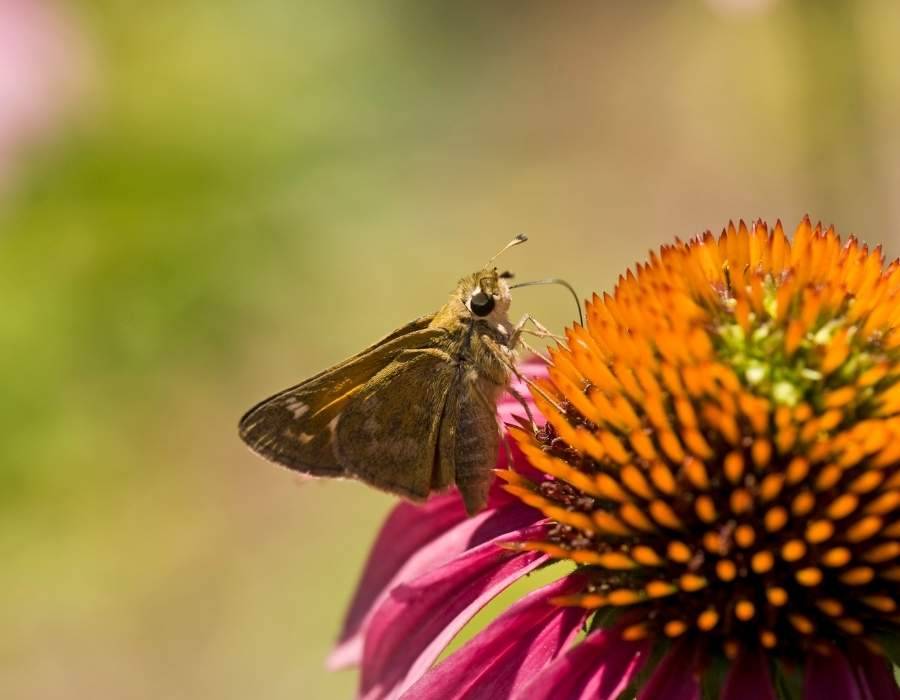 moth on flower