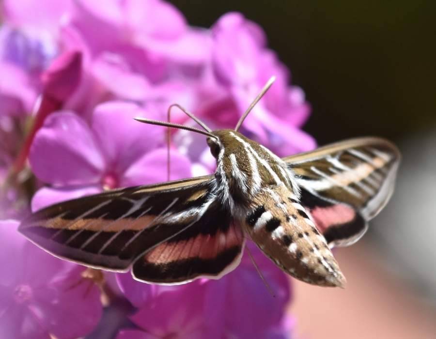 moth ploinating flower