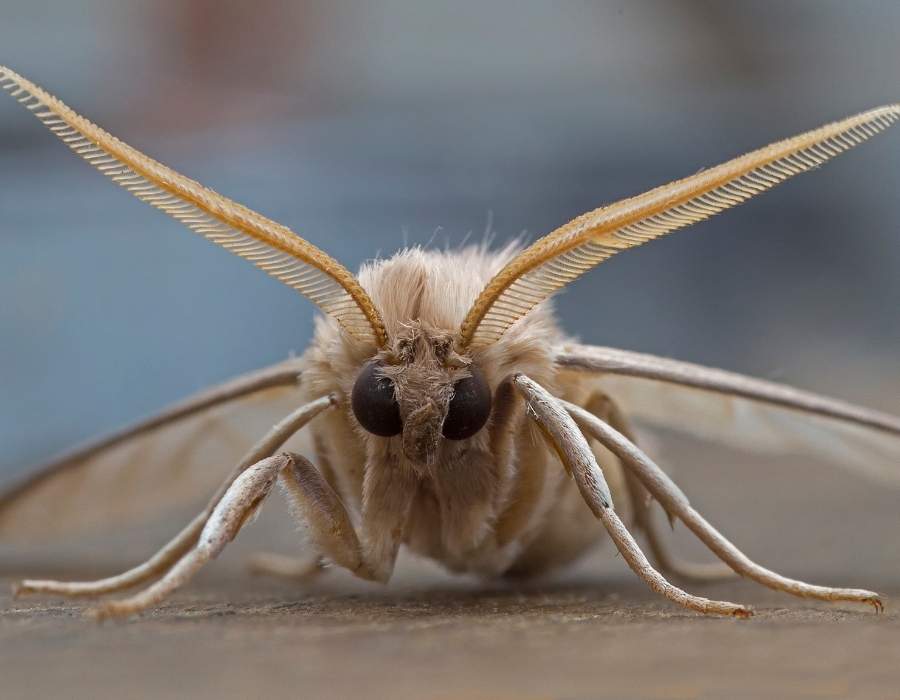 moth scary looking