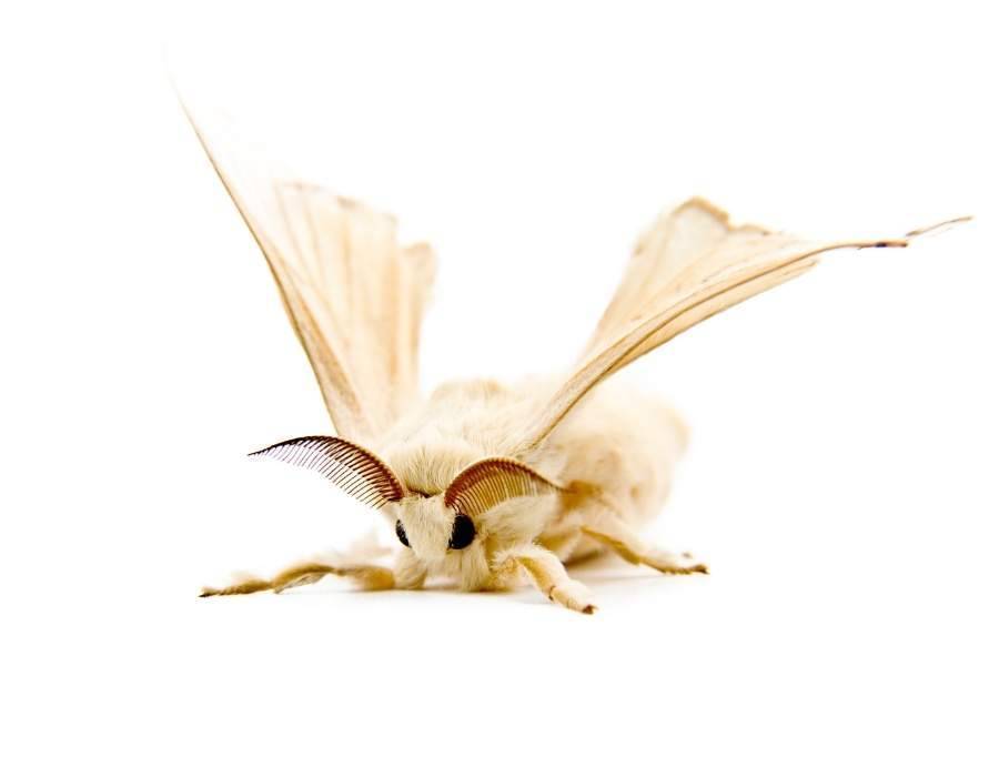 moth white background