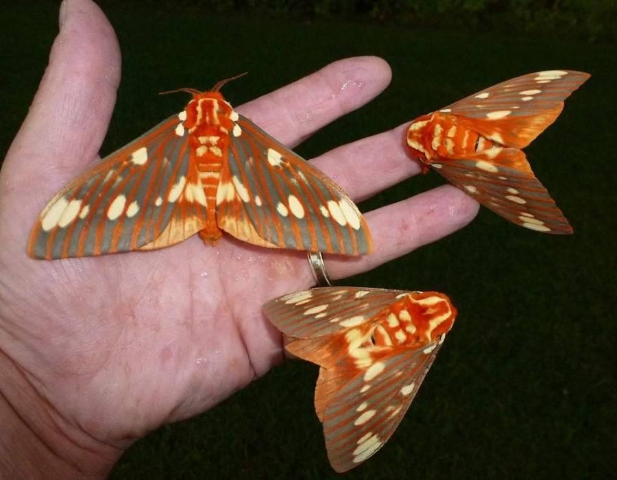 moths landing on hand