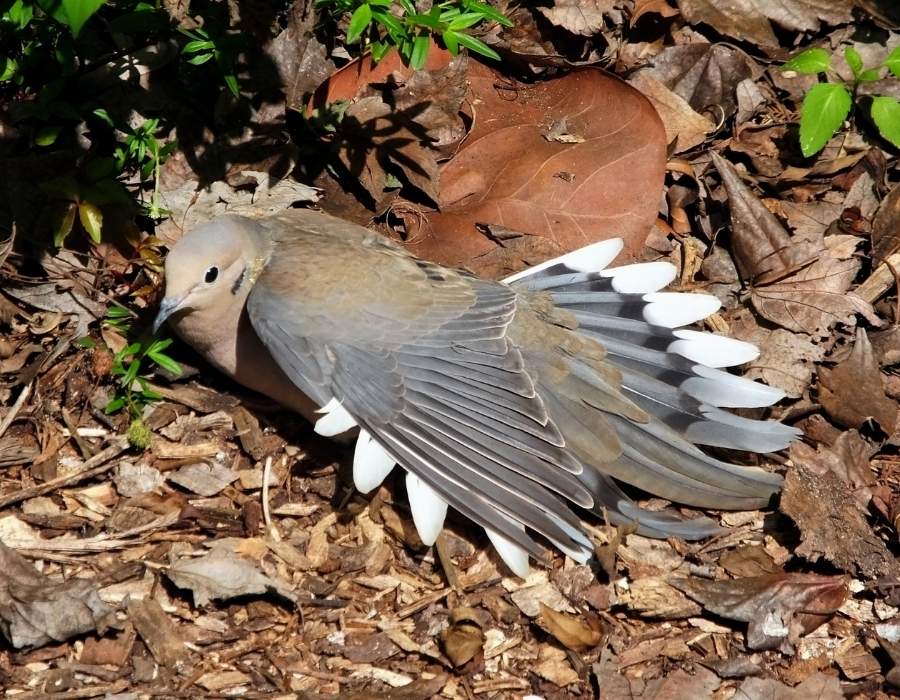 mounring dove on ground