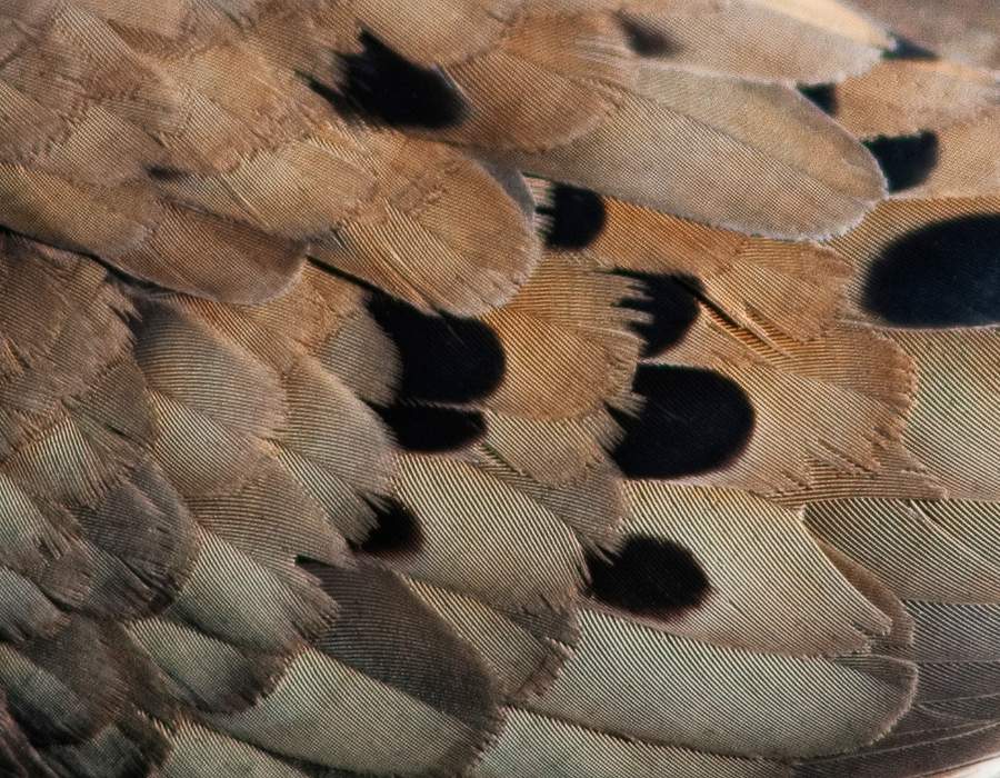 mourning dove feather