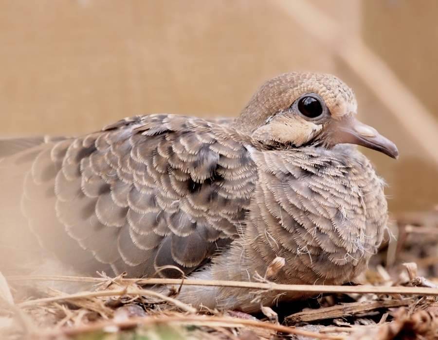 on nest