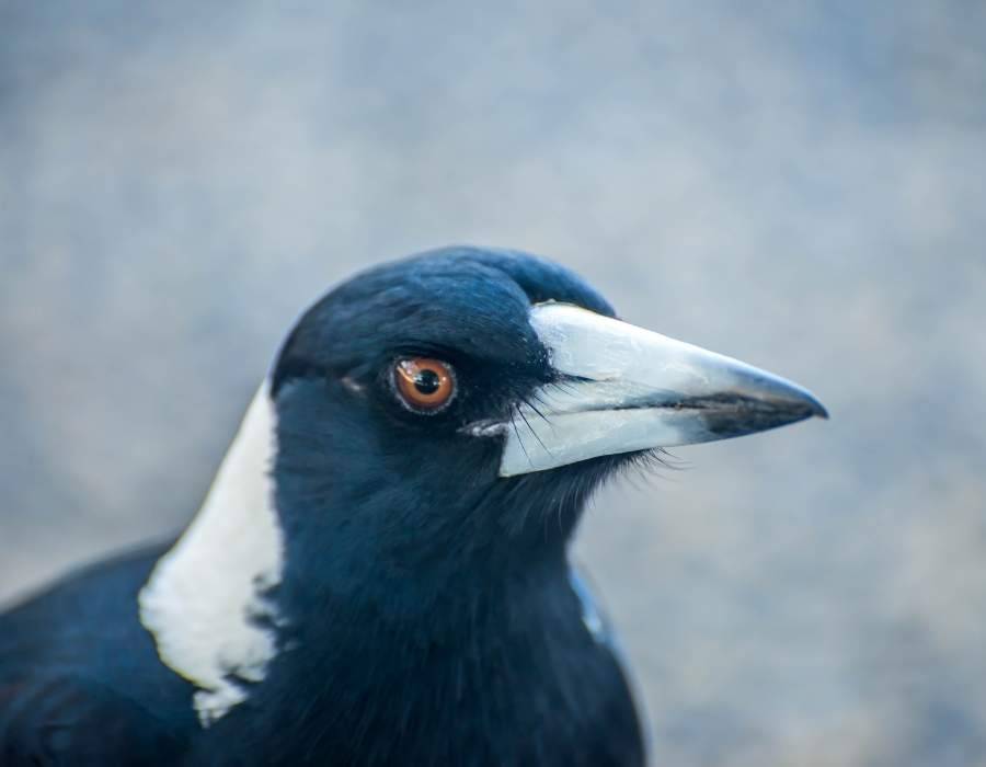 mystreroius magpie