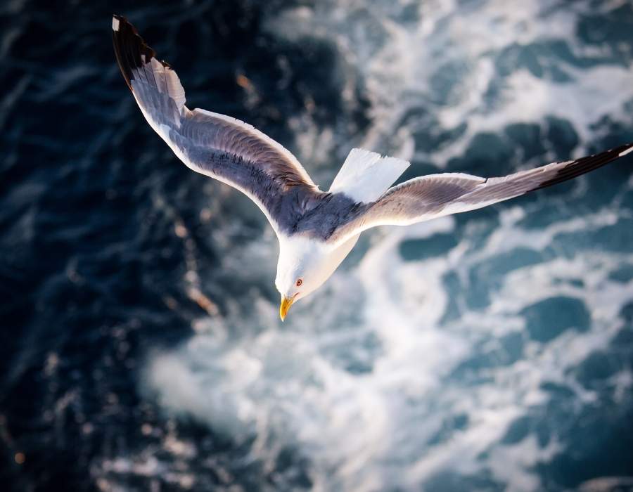 native american seagull