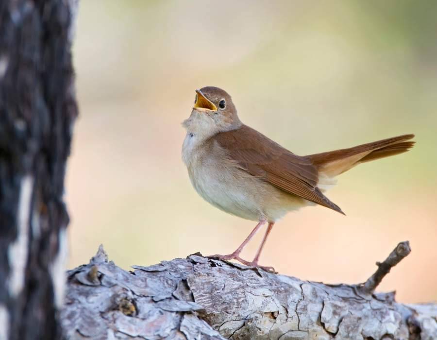 nightingale spiritual meaning