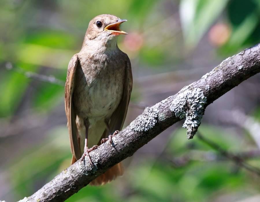 nightingale singing2 Nightingale Symbolism: Spiritual Meaning Of Hope And Transformation