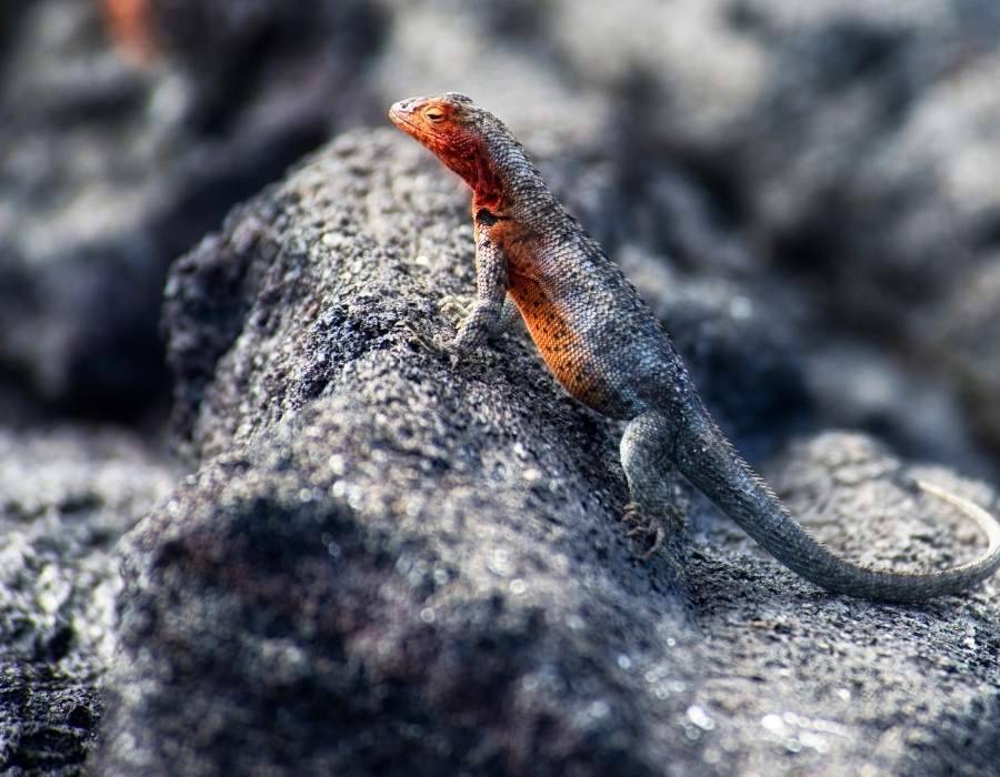 orange belly lizard