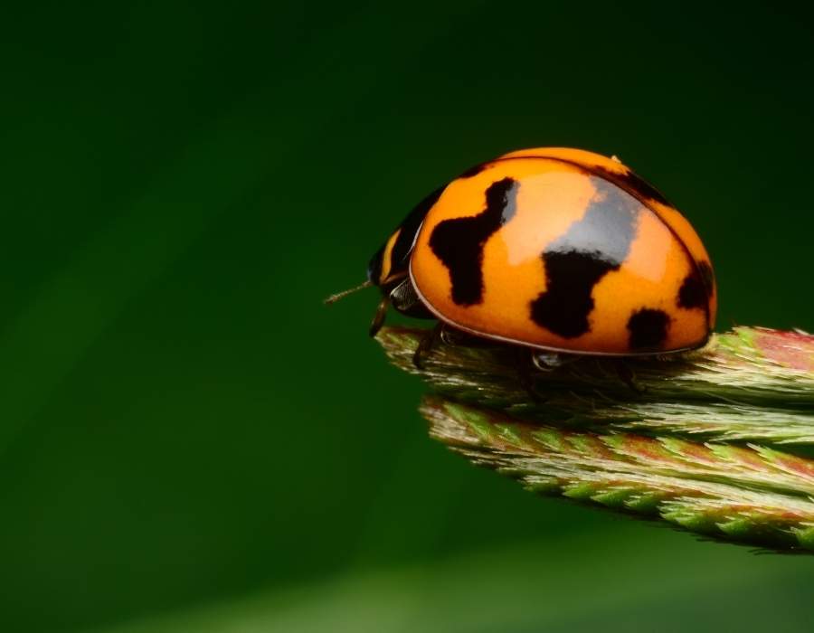 orange ladybug meaning