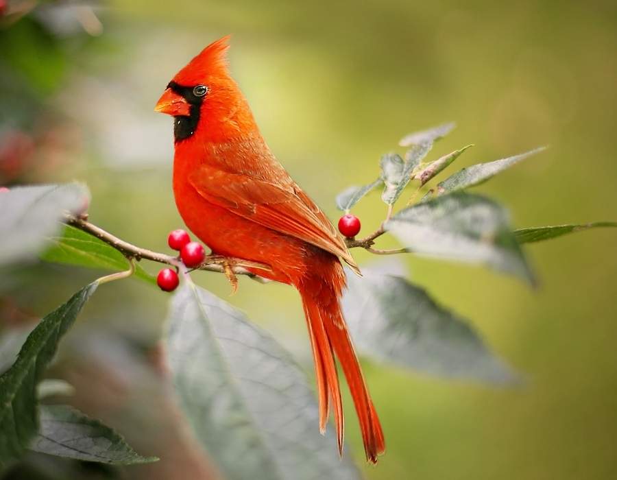 passion Cardinal