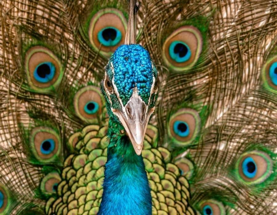 peacock head and feathers