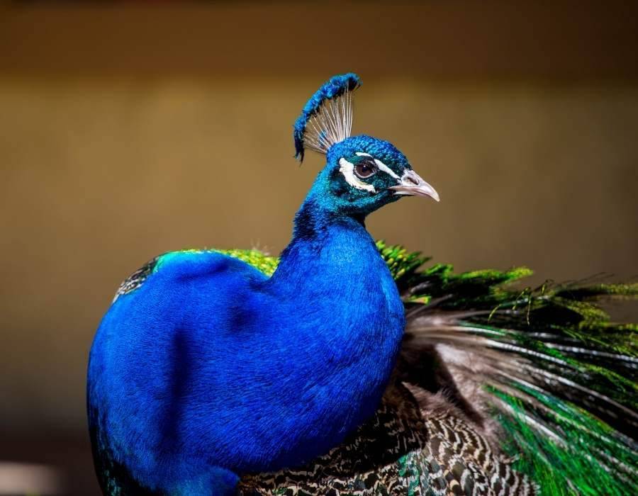 peacock profile