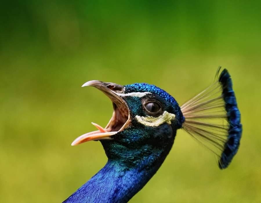 peacock singing