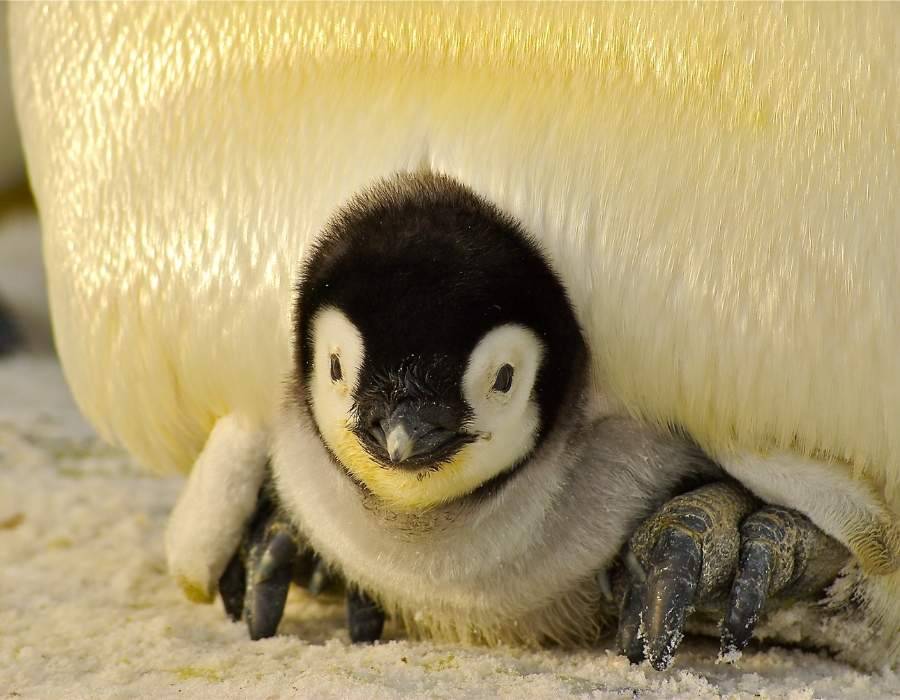 penguin chick