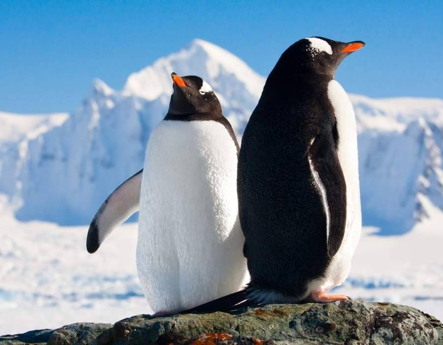 penguin mountains