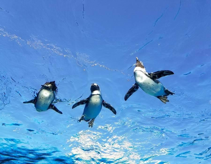 penguins in water