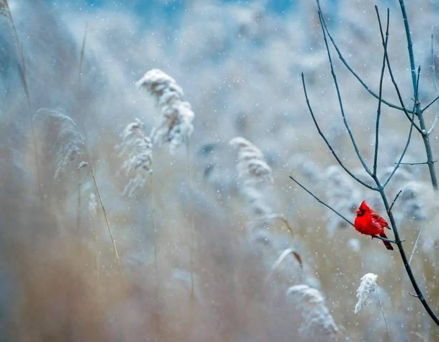 persistent cardinal