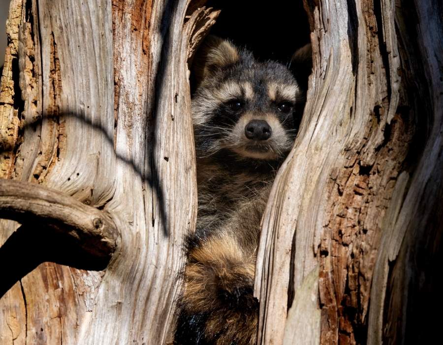 personality of the raccoon