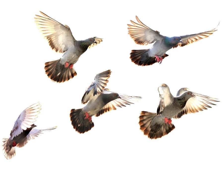 pigeon flying