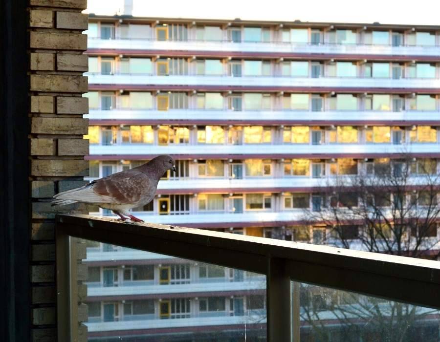 pigeon on balcony