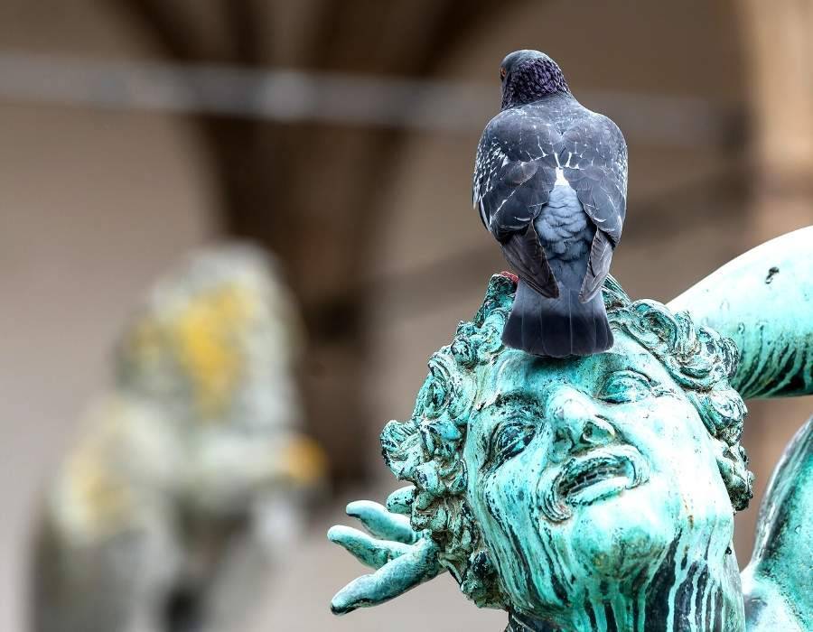 pigeon on statue