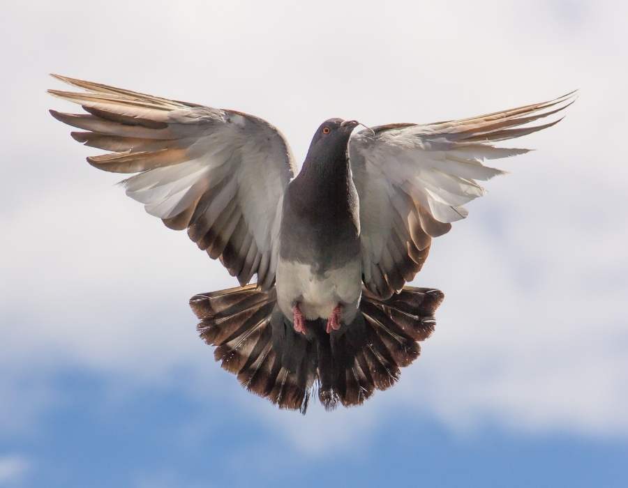 pigeon shoing off feathers